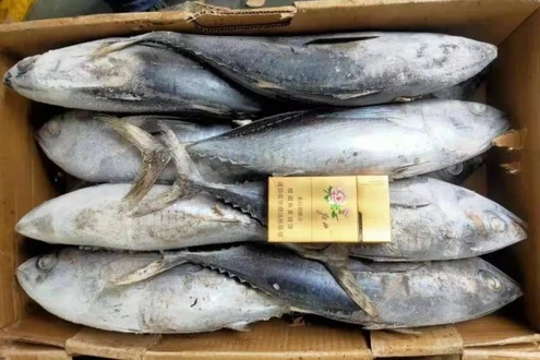 Production-Processing-Fresh-Ikan-Whole-Round-Frozen-Yellowfin-Tuna Production-Processing-Fresh-Ikan-Whole-Round-Frozen-Yellowfin-Tuna