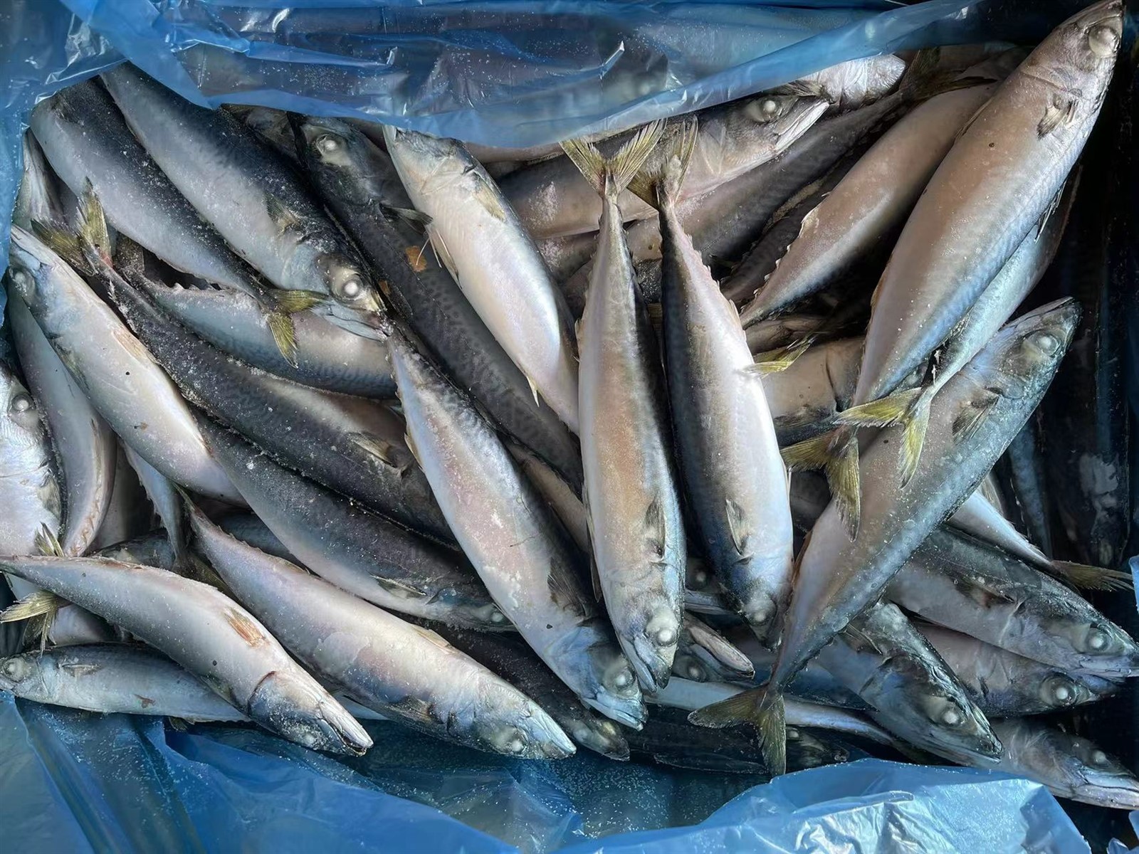 0e8c786c0b5369c7aa4c173c7a43c14 0e8c786c0b5369c7aa4c173c7a43c14