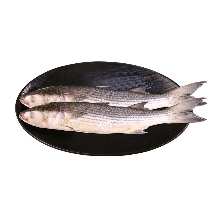 grey mullet grey mullet