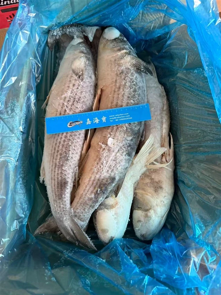 Sea Frozen Grey Mullet Gutted suppliers