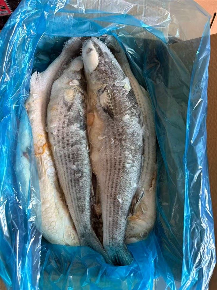 Sea Frozen Grey Mullet Gutted high quality