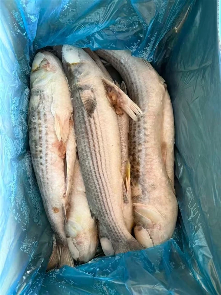 Sea Frozen Grey Mullet Gutted best