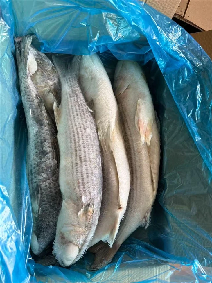 Sea Frozen Grey Mullet Gutted factory