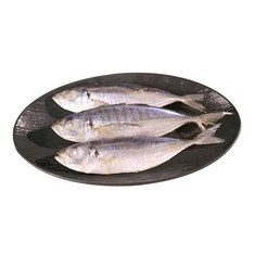 Frozen Carapau Fish