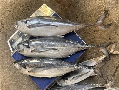 Frozen Hard Tail Horse Mackerel